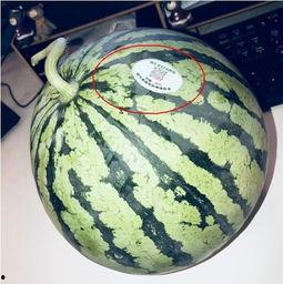 山东潍坊网红吃瓜,一场舌尖上的美食盛宴 第1张 山东潍坊网红吃瓜,一场舌尖上的美食盛宴 第1张